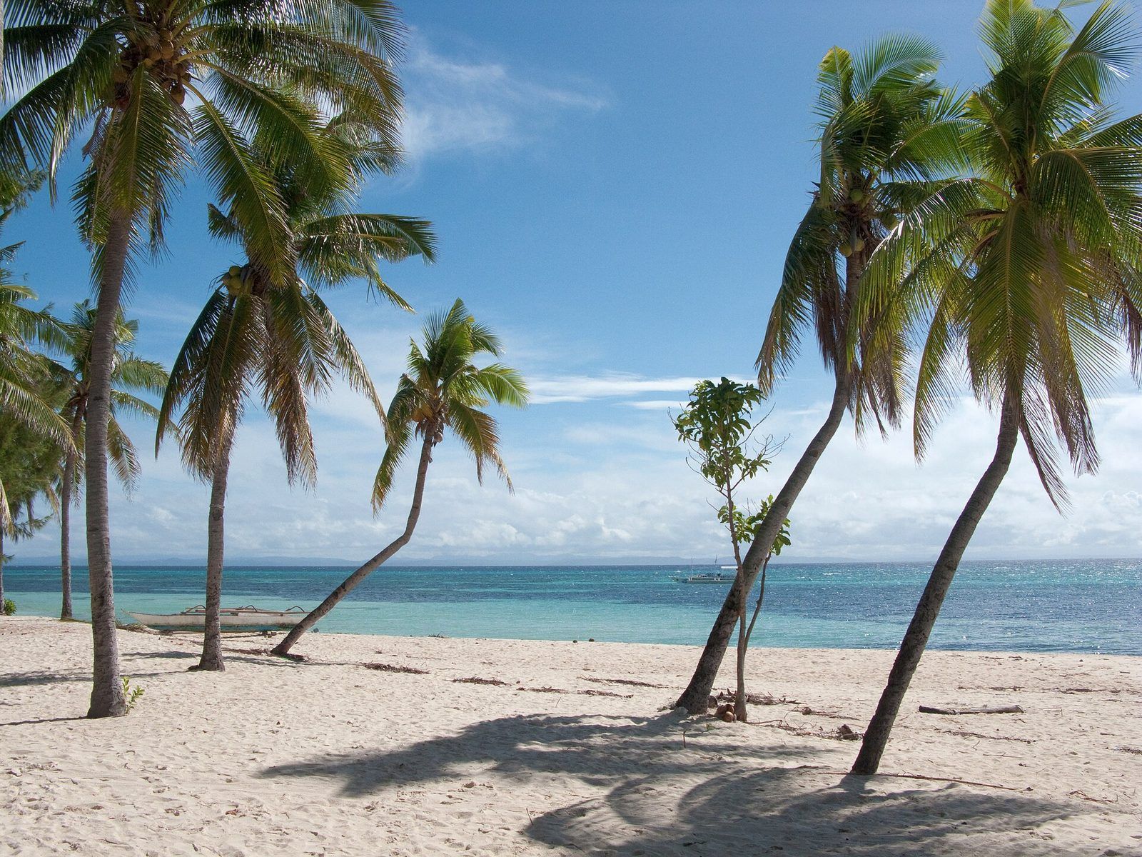 Palms by the shore